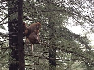 Monkeys at tushita meditation centre in mcloed ganj, dharamsala, india_review of intro to buddhism course