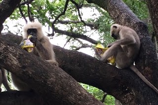 Cute monkeys steal food from tourists in Rishikesh, India,